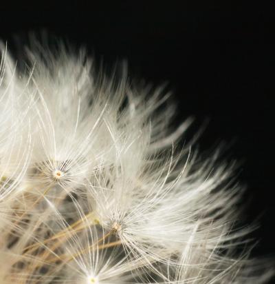 Dandilion